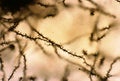 Dendritic spines. Pyramidal cell Royalty Free Stock Photo